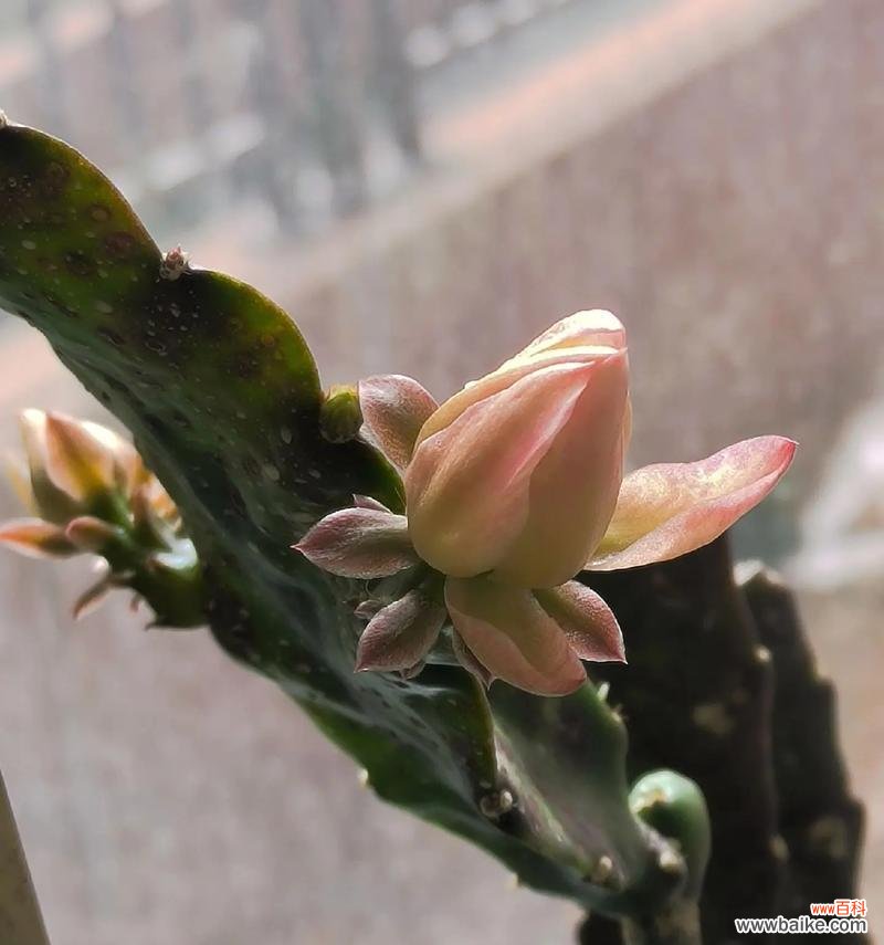 花朵出苞时的花语寓意有何不同？