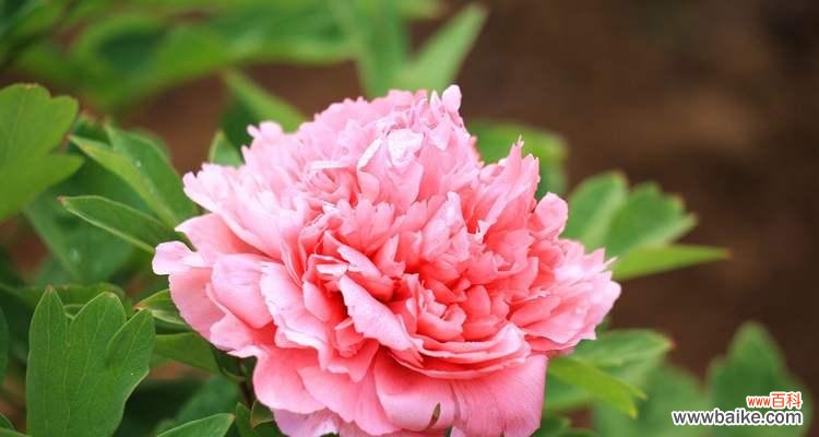 哪些花适合懒人养？这些花的花语有何含义？