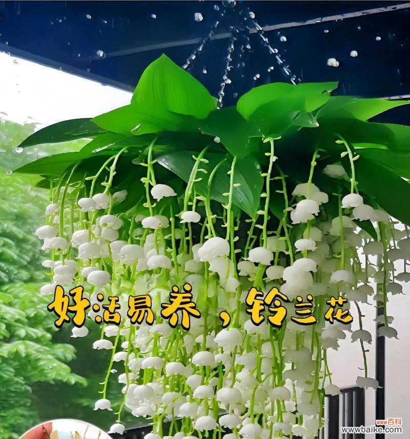 哪些花适合懒人养？这些花的花语有何含义？