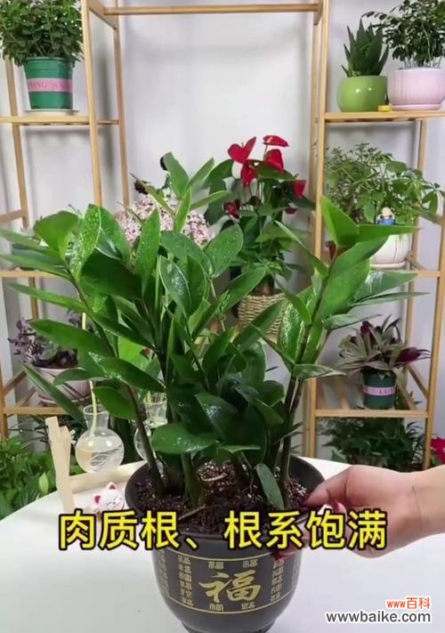 哪些花适合懒人养？这些花的花语有何含义？