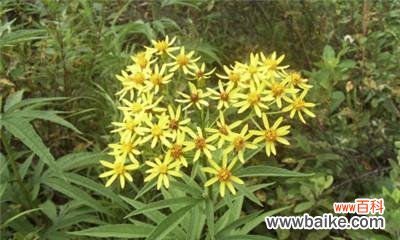 返魂花代表了什么含义？