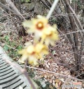 返魂花代表了什么含义？