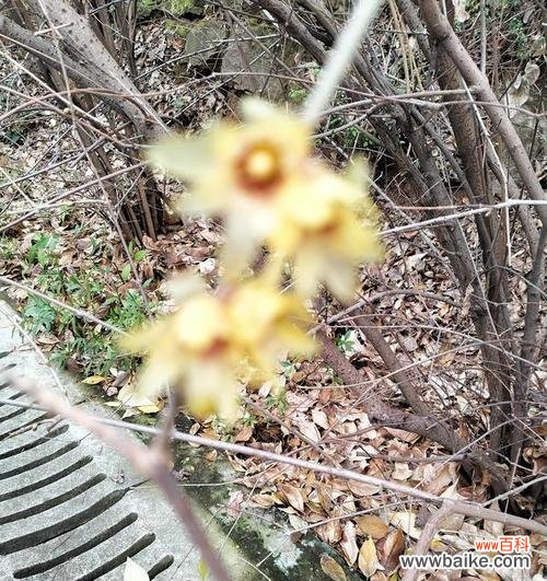 返魂花代表了什么含义？