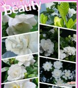 栀子什么花语？栀子花代表了哪些情感和寓意？