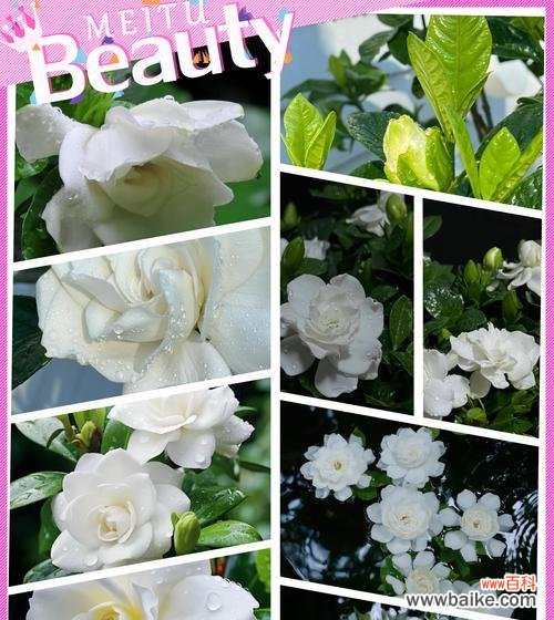 栀子什么花语？栀子花代表了哪些情感和寓意？