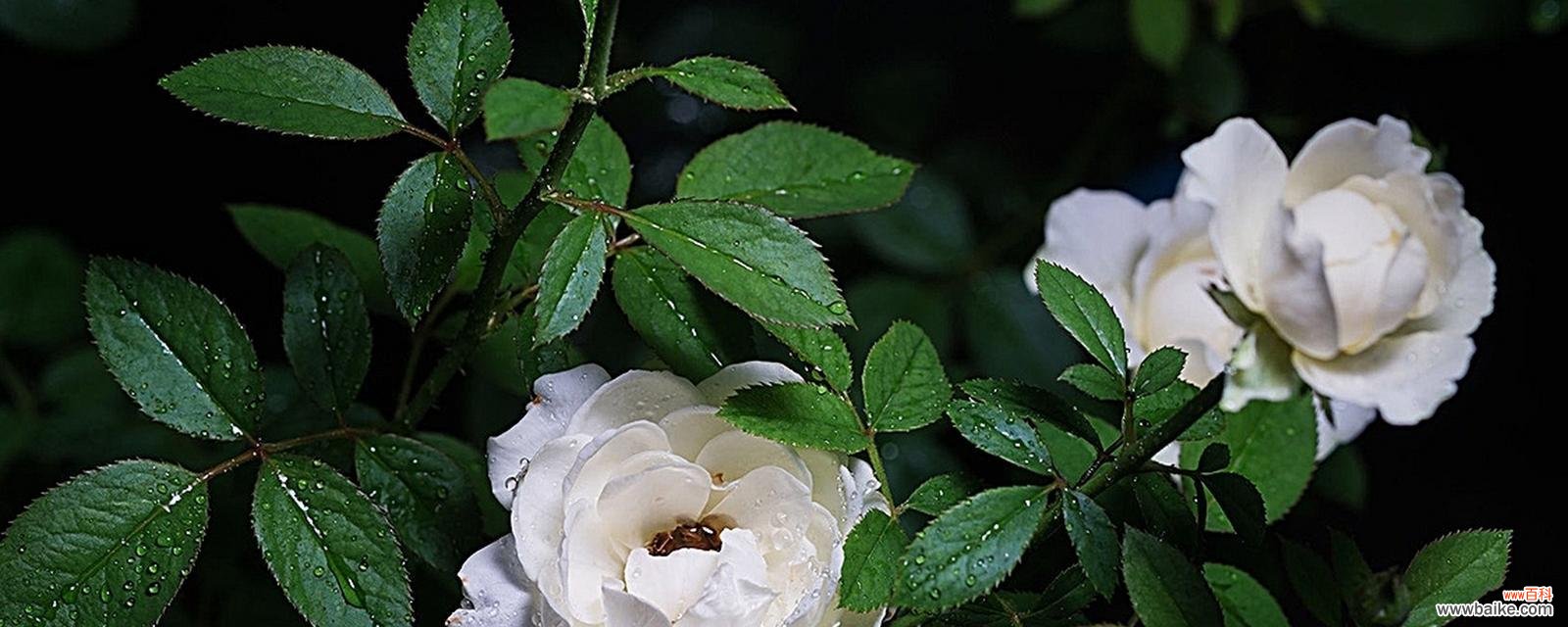 栀子什么花语？栀子花代表了哪些情感和寓意？