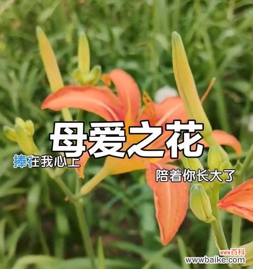 哪种花象征着未开始的爱恋?