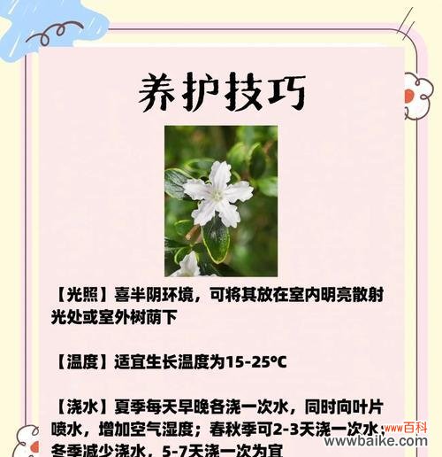 哪种花象征着未开始的爱恋?