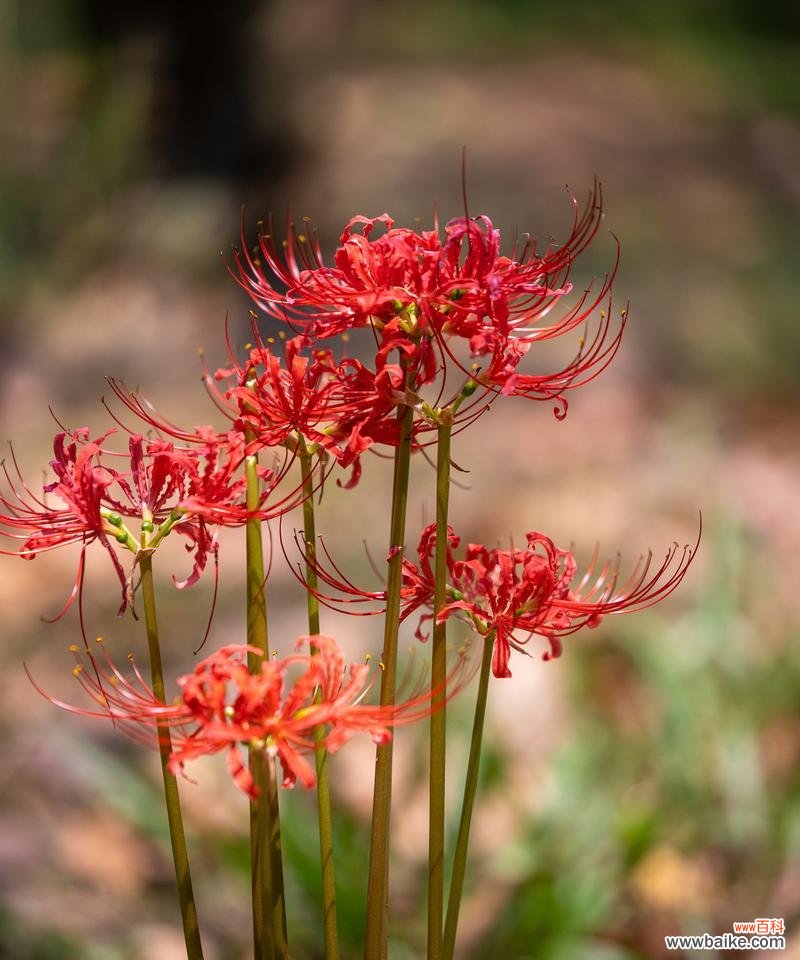 老师花朵花语是什么意思?哪种花代表教师?