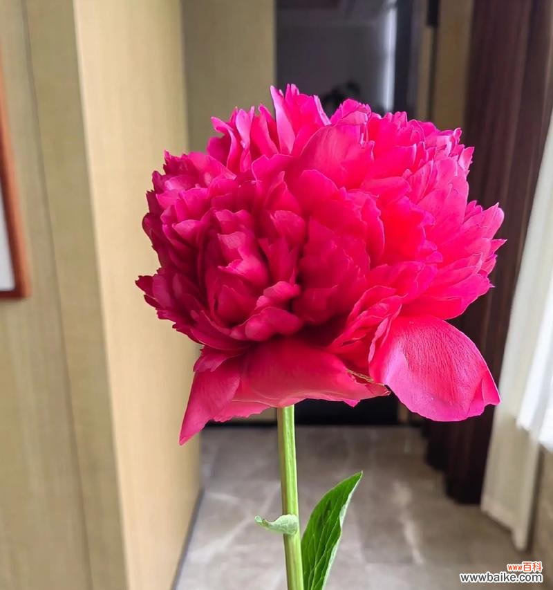 尊重寓意是什么花语？哪种花代表敬意和尊重？