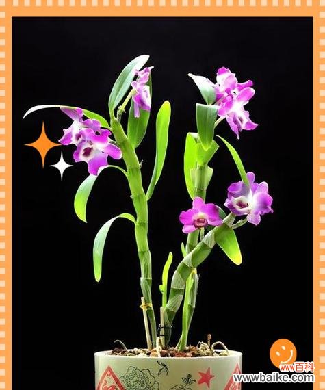 尊重寓意是什么花语？哪种花代表敬意和尊重？