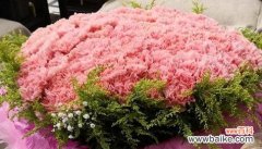 尊重寓意是什么花语？哪种花代表敬意和尊重？