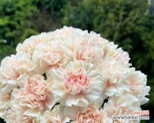 初吻康乃馨代表了什么？