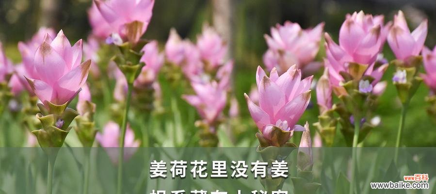 揭开姜荷花的神秘面纱,解读其深刻的象征意义 姜荷花的花语与传说