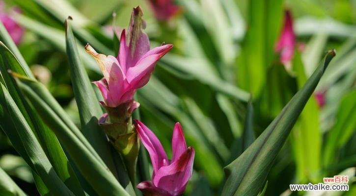 揭开姜荷花的神秘面纱,解读其深刻的象征意义 姜荷花的花语与传说