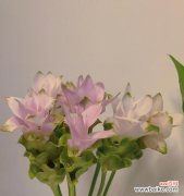 揭开姜荷花的神秘面纱，解读其深刻的象征意义 姜荷花的花语与传说