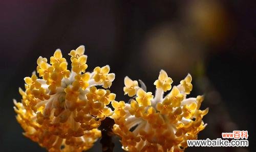 传统文化中的花朵语言与象征意义 以结香花花语的深意与传承