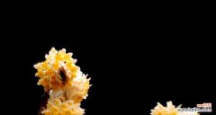 花开花落，馨香永存 以结香花的寓意