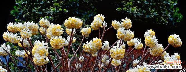 花开花落，馨香永存 以结香花的寓意