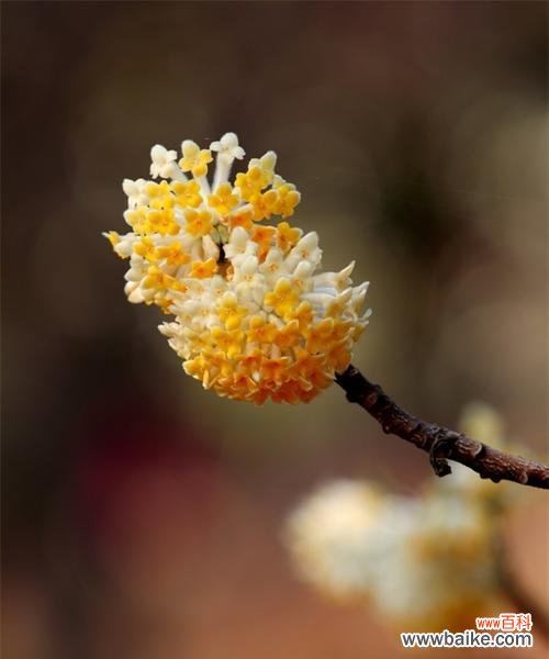 寓意美好、风水守护 以结香花的寓意和风水