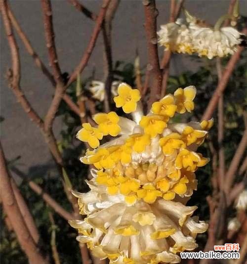 探寻以结香的花语及背后的传说故事，感受其独特魅力 以结香的花语与传说故事