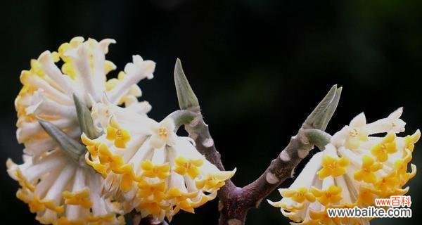 探寻以结香的花语及背后的传说故事，感受其独特魅力 以结香的花语与传说故事