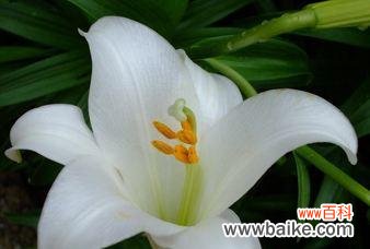 金百合花的象征意义及文化传承 金百合花的花语与寓意