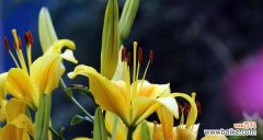 金百合花的象征意义及文化传承 金百合花的花语与寓意