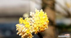 探寻花语中的深意，传承文化中的情感 以结香花语的含义和传承