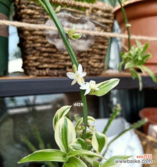 探究金边吊兰开花的象征意义,赏析其独特美学魅力 金边吊兰的开花寓意与意义