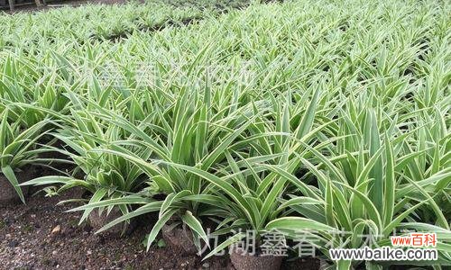 探寻金边吊兰的内涵与象征 金边吊兰的花语与寓意