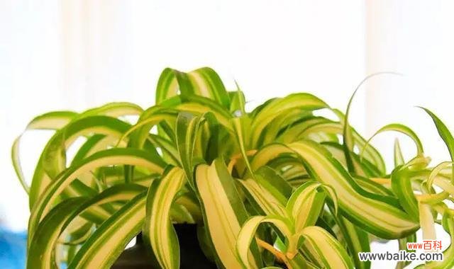 探寻金边吊兰的内涵与象征 金边吊兰的花语与寓意