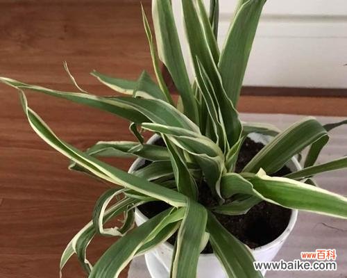 探寻金边吊兰的内涵与象征 金边吊兰的花语与寓意