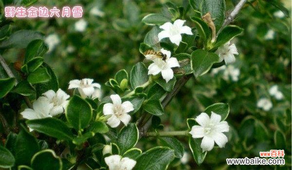 探寻金边六月的神秘雪花,领略自然与文化的交织 金边六月雪花语——诉说柬埔寨的美丽与独特