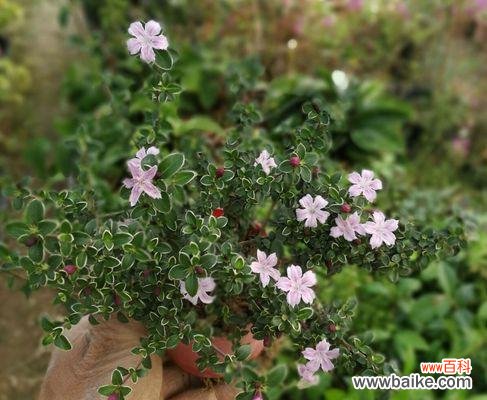 探寻金边六月的神秘雪花,领略自然与文化的交织 金边六月雪花语——诉说柬埔寨的美丽与独特