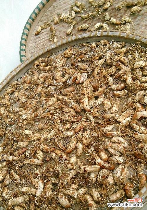 一朵花的坚强和勇敢,铸就了生命的奇迹 金蝉花的花语——生命的轮回与重生