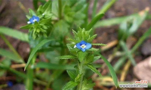一朵花的坚强和勇敢,铸就了生命的奇迹 金蝉花的花语——生命的轮回与重生
