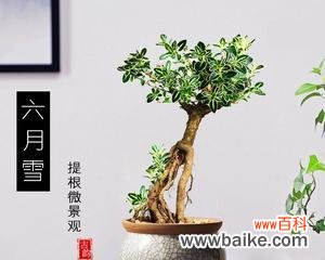 探寻金边六月雪的内涵与玄机,揭示其在风水学中的重要性 金边六月雪的寓意和风水解读