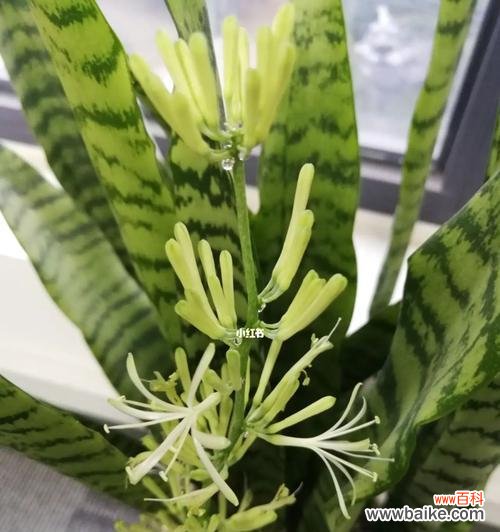 金边虎皮兰盛开的奇迹与祝福 金边虎皮兰开花的寓意——美丽与希望