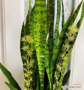 金边虎皮兰盛开的奇迹与祝福 金边虎皮兰开花的寓意——美丽与希望