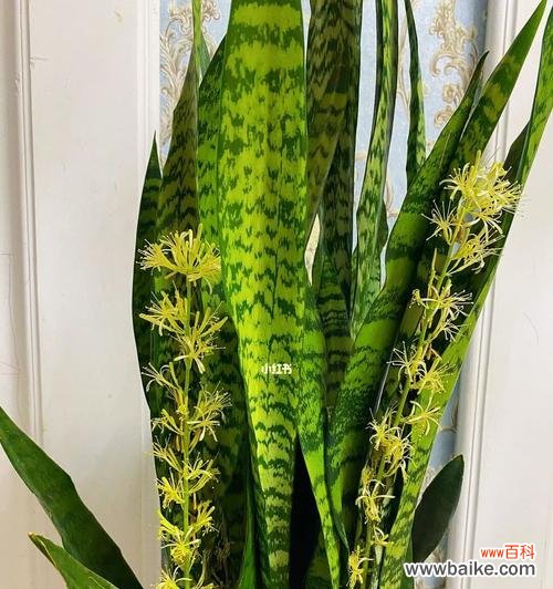 金边虎皮兰盛开的奇迹与祝福 金边虎皮兰开花的寓意——美丽与希望