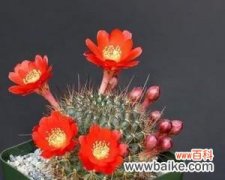 从自由与坚韧到独特之美，探索金虎仙人球的多重寓意 金虎仙人球的寓意及其文化象征