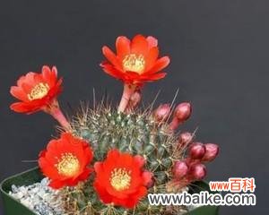 从自由与坚韧到独特之美，探索金虎仙人球的多重寓意 金虎仙人球的寓意及其文化象征