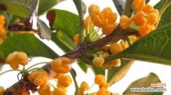 金桂花的花语及寓意解析，繁花似锦，带给人们希望与喜悦 金桂花