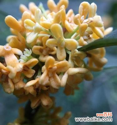 金桂花的花语及寓意解析，繁花似锦，带给人们希望与喜悦 金桂花