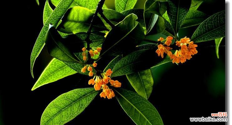 金桂花的花语及寓意解析，繁花似锦，带给人们希望与喜悦 金桂花