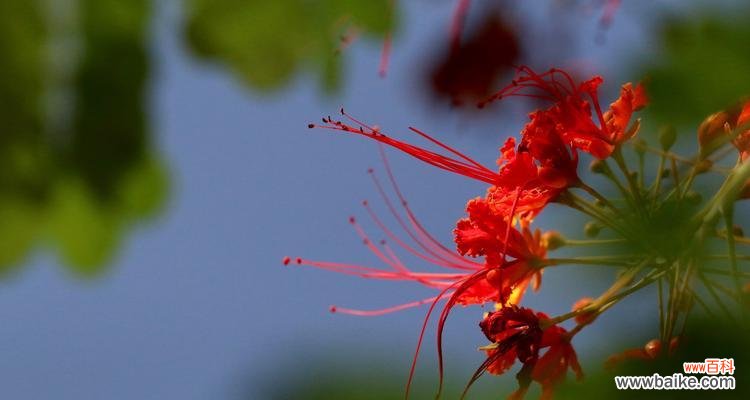 展现辉煌与自由的金凤花 金凤花的寓意与象征