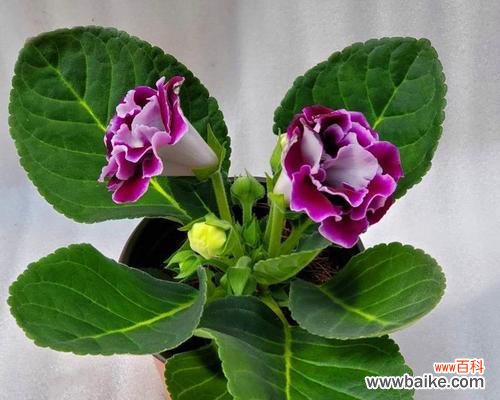 振奋气场的桐花 大岩桐花的风水寓意和摆放位置