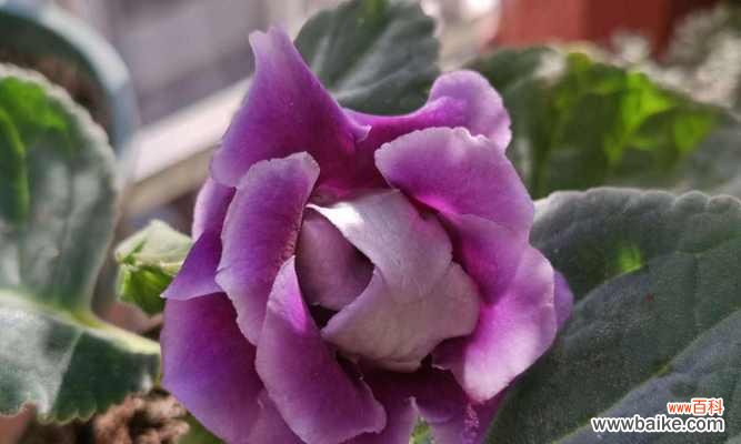 探寻大岩桐花的花语和代表意义 大岩桐花的神奇魅力