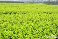 探讨大叶女贞在风水中的重要性与布置技巧 大叶女贞的风水寓意与摆放位置